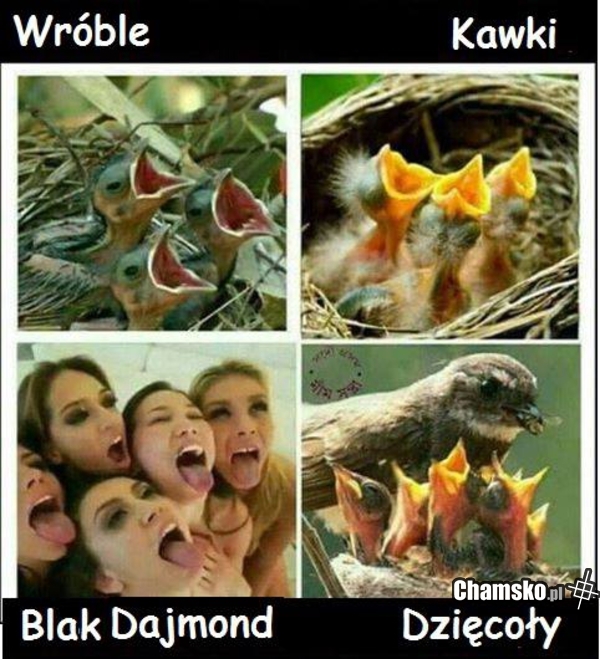 Karmienie
