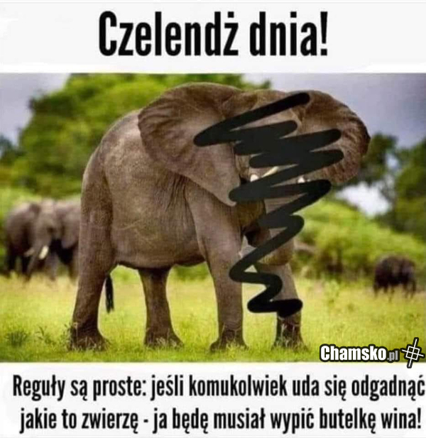 Wyzwanie