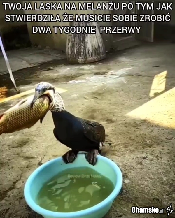 TWOJA LASKA DZIŚ WIECZOREM