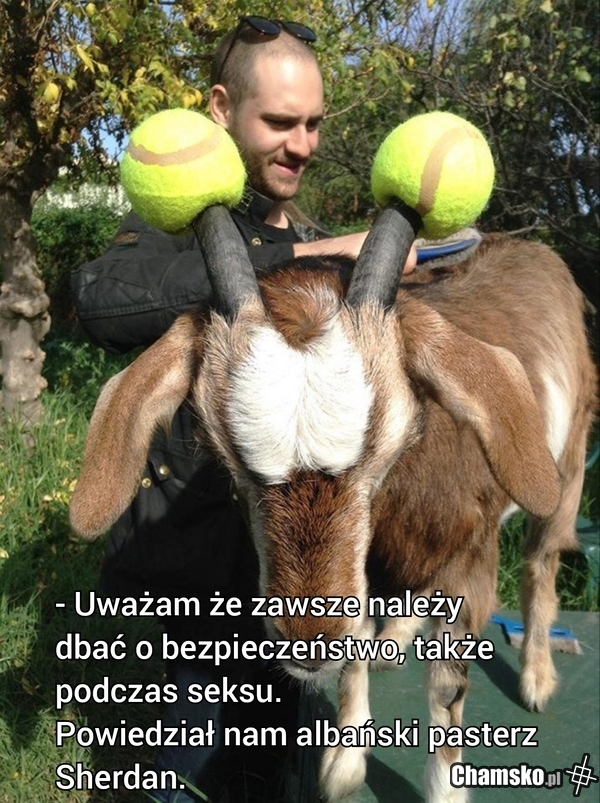 albańska mądrość