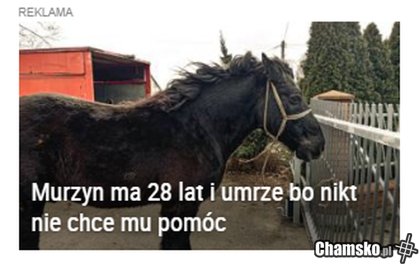 Czo to WP?