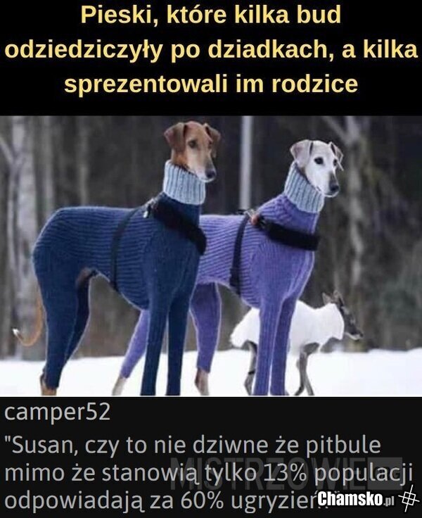 Pitbulle
