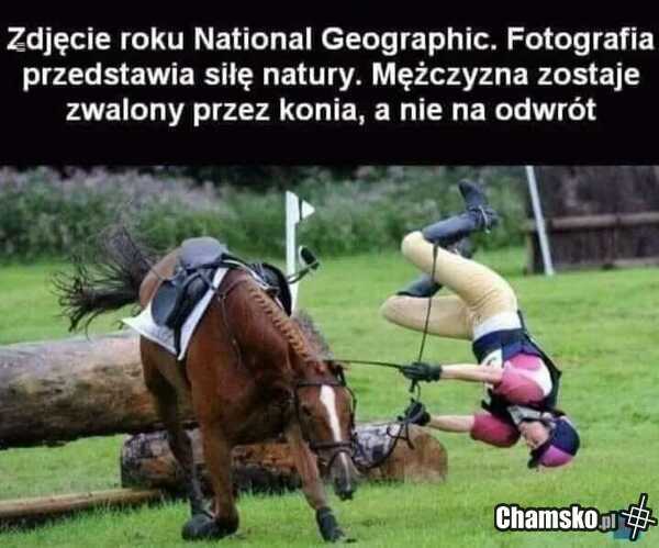 Koń