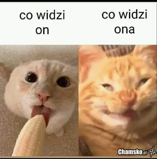 Co widzi