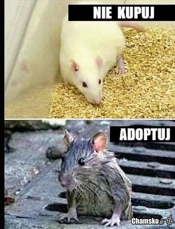 Adoptuj