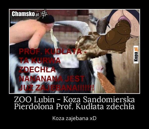 ZOO Lubin - Koza Sandomierska Pierdolona Prof. Kudłata zdechła