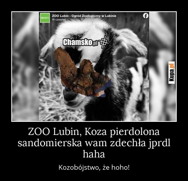 ZOO Lubin - Koza Sandomierska Pierdolona Została Zabita Kapustą LMFAO