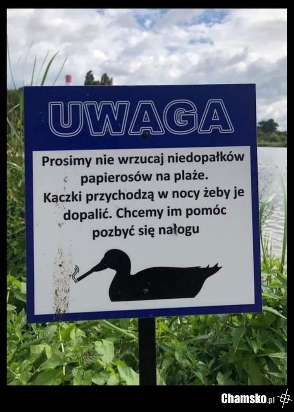Kaczki nikotynistki