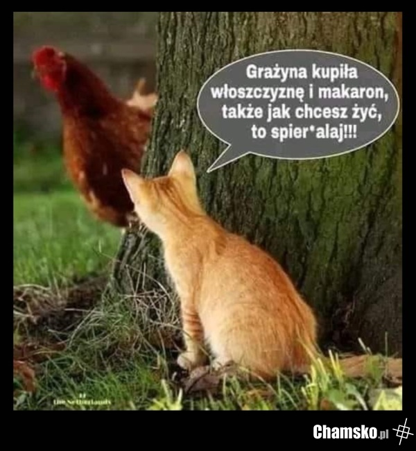 Rosół