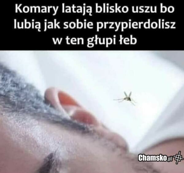 Komary