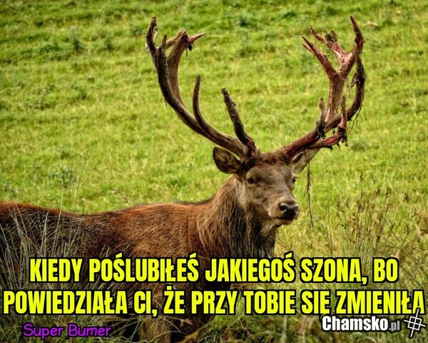 A bo miała duże cycki...