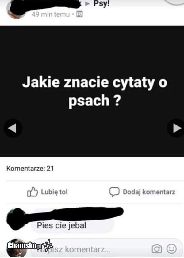 Cytaty o psach