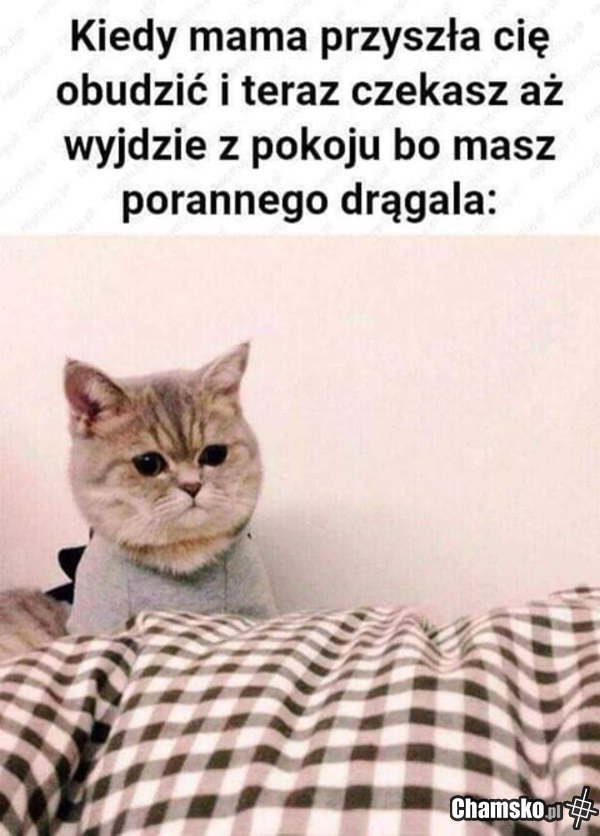 Poranek