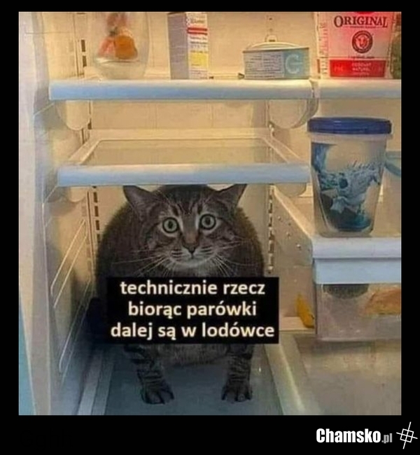 Kotecek