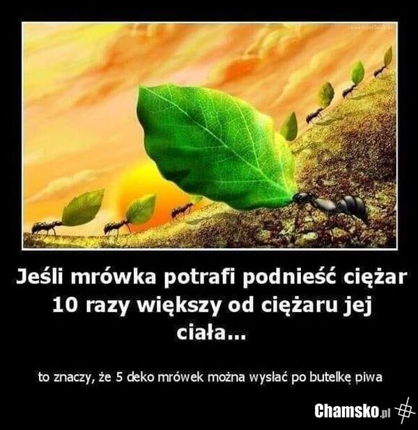 Pożyteczne owady!
