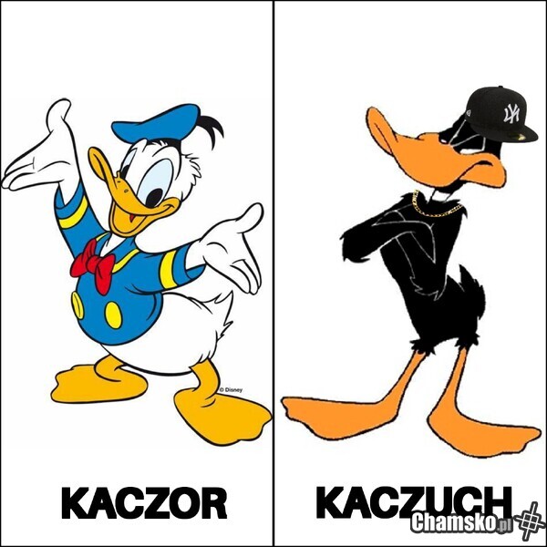 Kaczuch