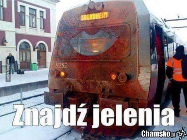 Znajdź jelenia