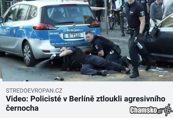 Fiku - Miku czarnych ryjem na chodniku.