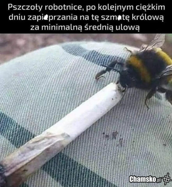 Pszczoły
