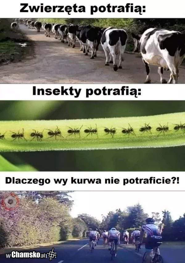 Wszyscy prawie rozumieją