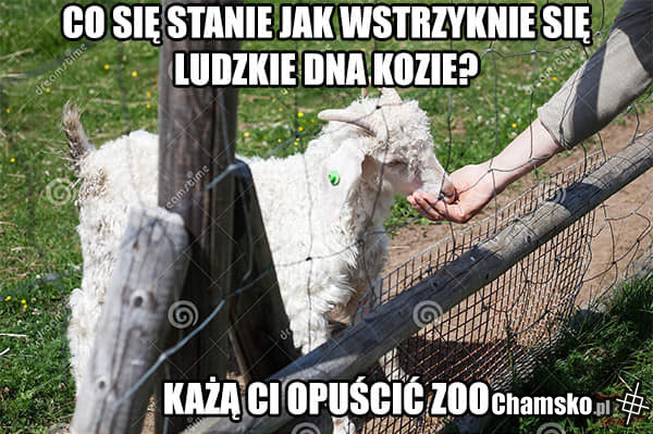 Zagadka