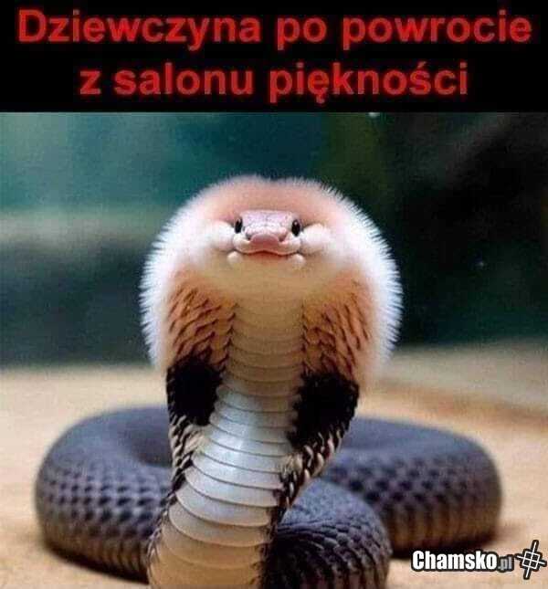 Po powrocie z salonu