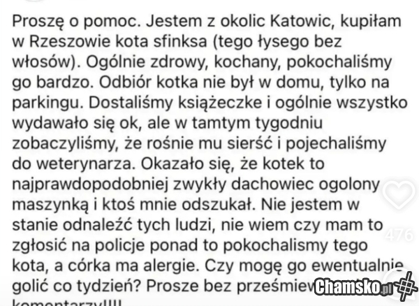 Kotek