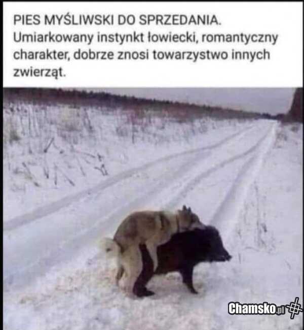 Ktoś chce psa?