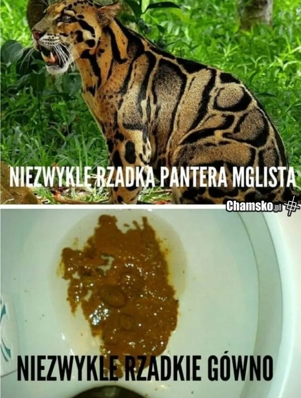 Rzadkie rzeczy