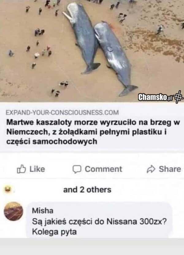 Kaszaloty