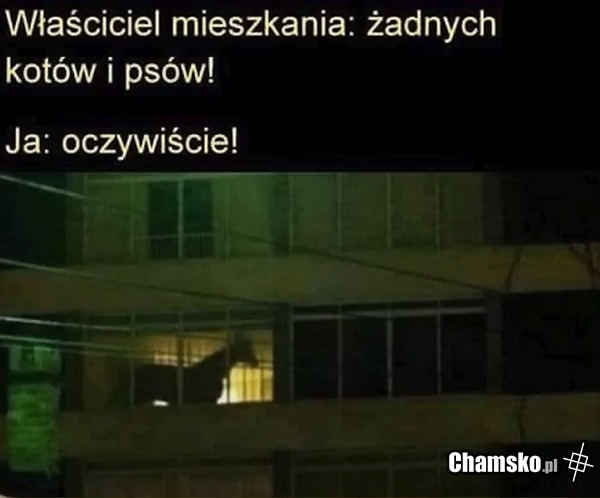 Żadnych psów i kotów