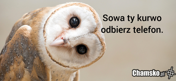 Sowa ty kutwo
