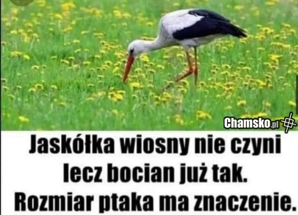 Rozmiar ptaka