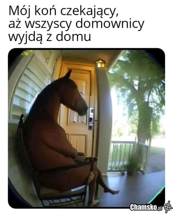 Koń