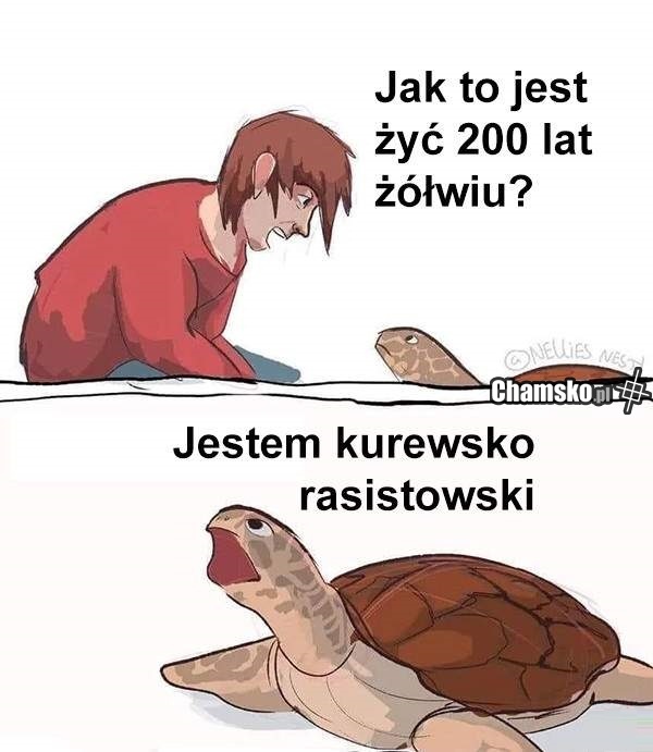 Żółw