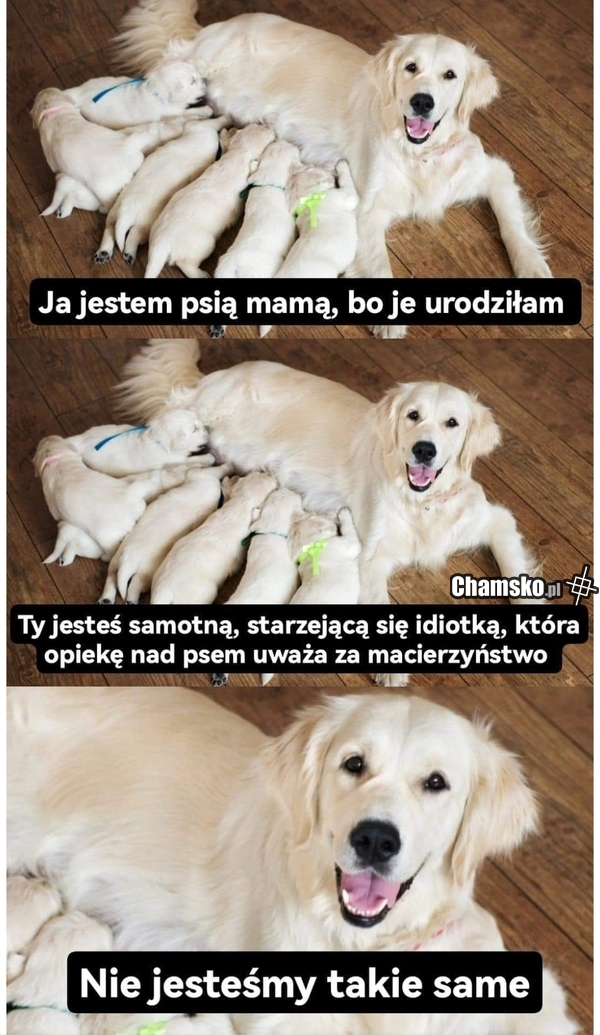 Psia mama