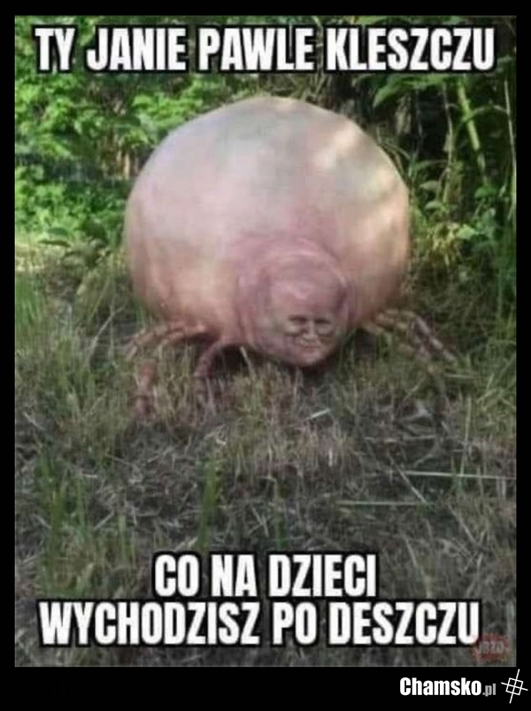 Gonił nas w lesie, gdy byliśmy z rodziną na wakacjach w lipcu. Odczepił się od dzieci dopiero, gdy rzuciliśmy mu kremówkę.
