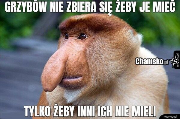 Grzybobranie