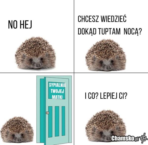 Jeż