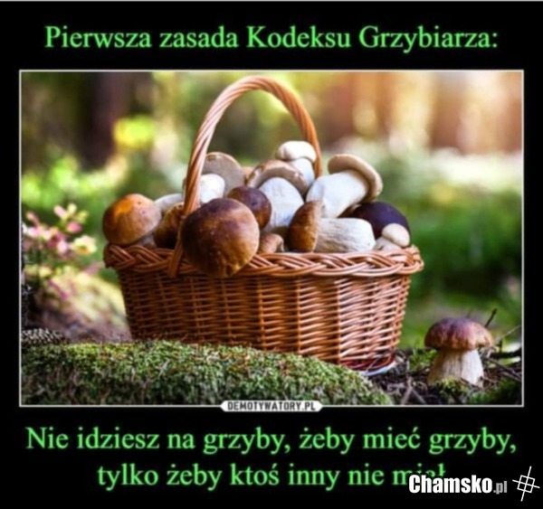 Tylko dlatego