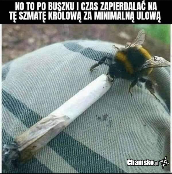 Jeszcze buszek