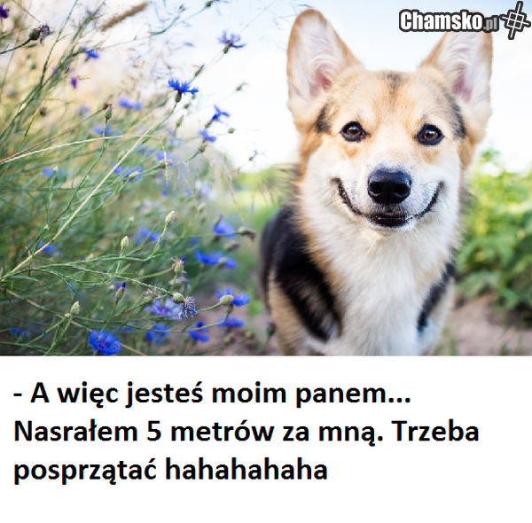 twój pies