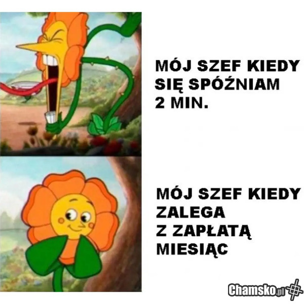 Szefie na kocie nie ma