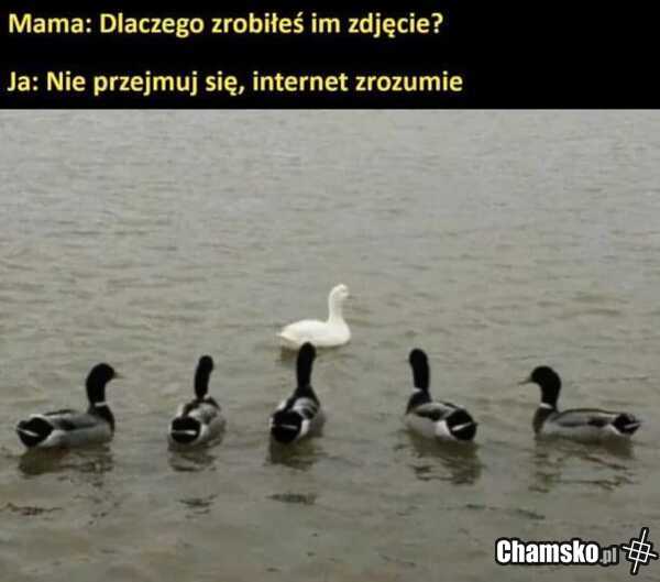 Kaczki