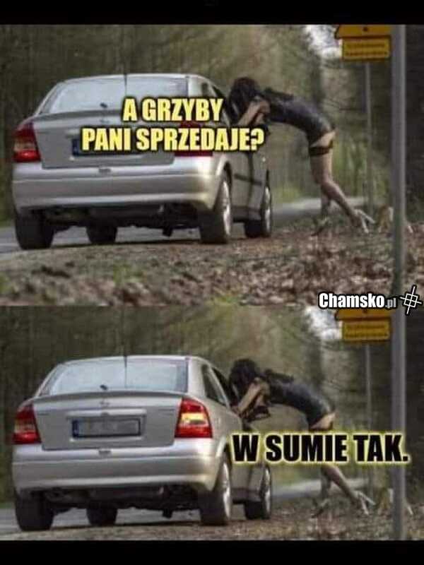 Grzyby