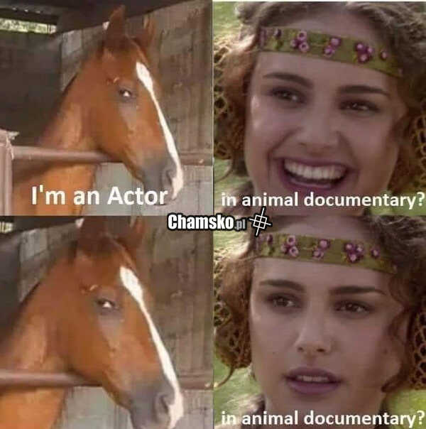 Koń