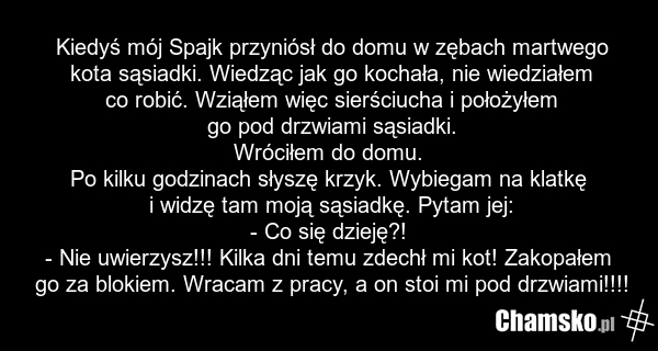 Kiedyś mój Spajk przyniósł do domu w zębach martwego kota sąsiadki. Wiedząc jak go kochała, nie wiedziałem co robić. Wziąłem więc sierściucha i położyłem go pod drzwiami sąsiadki. Wróciłem do domu. Po kilku godzinach słyszę krzyk. Wybiegam na klatkę i widzę tam moją sąsiadkę. Pytam jej: - Co się dz…