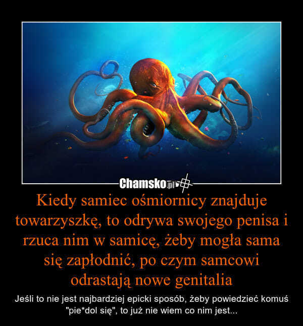 Ośmiornice