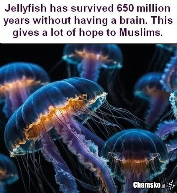 Meduzy