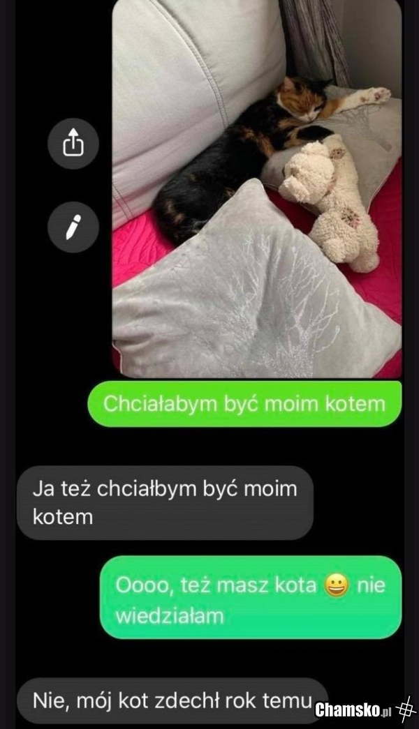 Kot